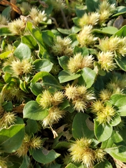 Alternanthera pungens