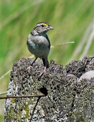 Ammodramus humeralis