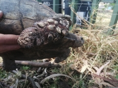 Stigmochelys pardalis