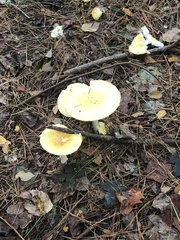 Amanita flavoconia