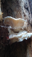 Pleurotus dryinus