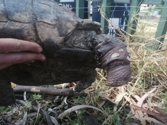 Stigmochelys pardalis