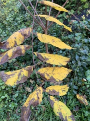 Sorbus decora