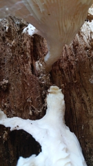 Pleurotus dryinus