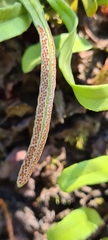 Pyrrosia adnascens
