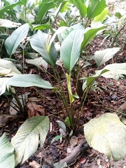 Spathiphyllum cannifolium