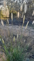 Chloris virgata