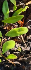 Pyrrosia adnascens