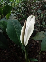 Spathiphyllum cannifolium