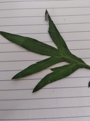 Artemisia verlotiorum