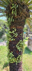 Pyrrosia adnascens