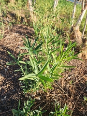 Desmodium sessilifolium