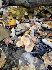 Armillaria novae-zelandiae