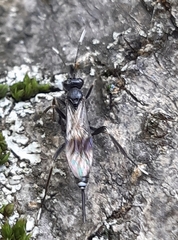 Nippocryptus vittatorius