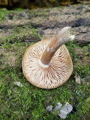Armillaria novae-zelandiae