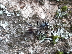 Nippocryptus vittatorius