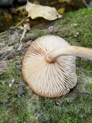Armillaria novae-zelandiae