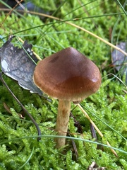 Cortinarius semisanguineus