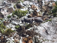 Nippocryptus vittatorius