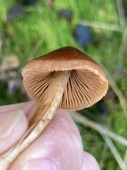 Cortinarius semisanguineus