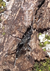 Nippocryptus vittatorius