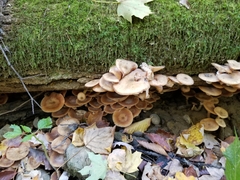 Armillaria novae-zelandiae