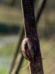 Piezodorus guildinii