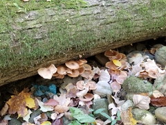Armillaria novae-zelandiae