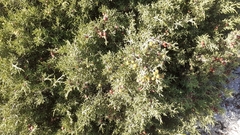 Juniperus phoenicea