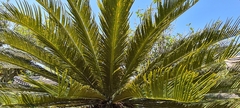 Cycas revoluta