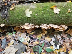 Armillaria novae-zelandiae