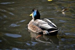 Anas rubripes × platyrhynchos