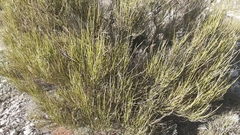 Genista cinerea