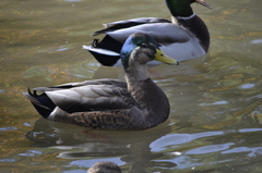 Anas rubripes × platyrhynchos