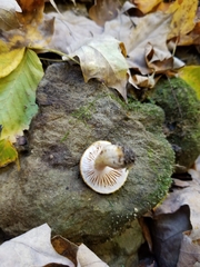 Armillaria novae-zelandiae