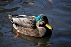 Anas rubripes × platyrhynchos