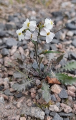 Arabidopsis arenosa