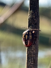 Piezodorus guildinii