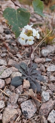 Arabidopsis arenosa