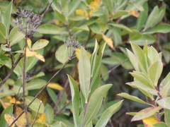 Bupleurum fruticosum