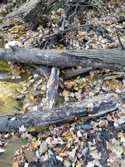 Armillaria novae-zelandiae