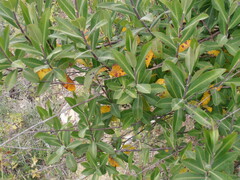 Bupleurum fruticosum