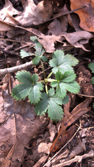Potentilla canadensis
