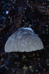 Resupinatus trichotis
