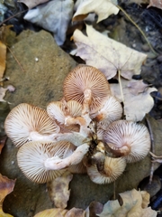Armillaria novae-zelandiae