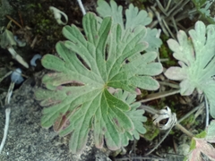 Geranium pusillum
