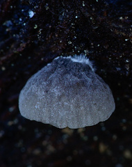 Resupinatus trichotis