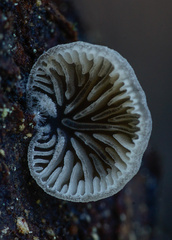 Resupinatus trichotis