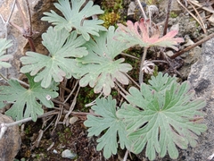 Geranium pusillum