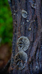 Resupinatus trichotis